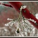 Frosty Twig by denisedaly