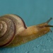 Snail's Pace by bella_ss