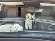 4th Sep 2025 - Car Ride Ready