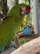 7th Sep 2025 - Military Macaw