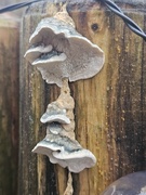 11th Jan 2026 - Fungus in the rain