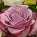 Pink or Purple....