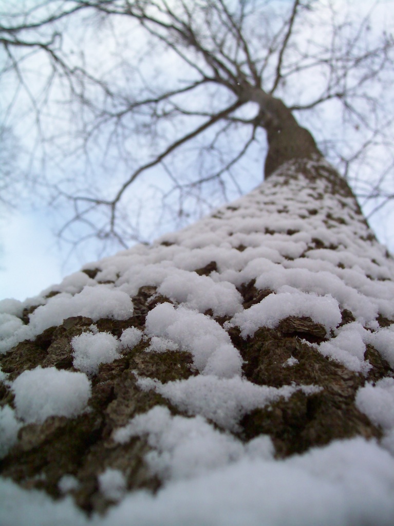 Snowy Oak Tree by julie