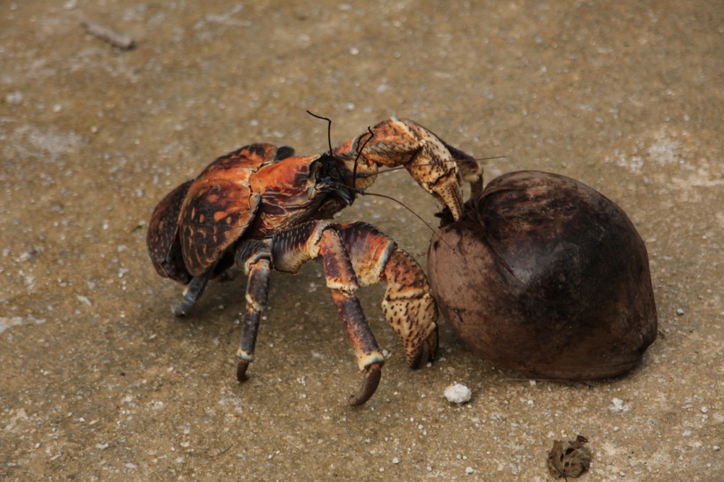 robber crabs are also known as coconut crabs: this one dragged a coconut across the road while we watched by lbmcshutter