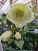 20th Jan 2026 - Helleborus