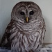  Day 21 Barred Owl