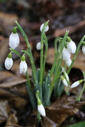 22nd Jan 2026 - Hint of spring