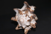 23rd Jan 2026 - My shells