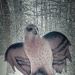 Day 22 LOOK --- a hawk ! 