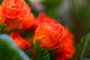 24th Jan 2026 - Orange Primroses