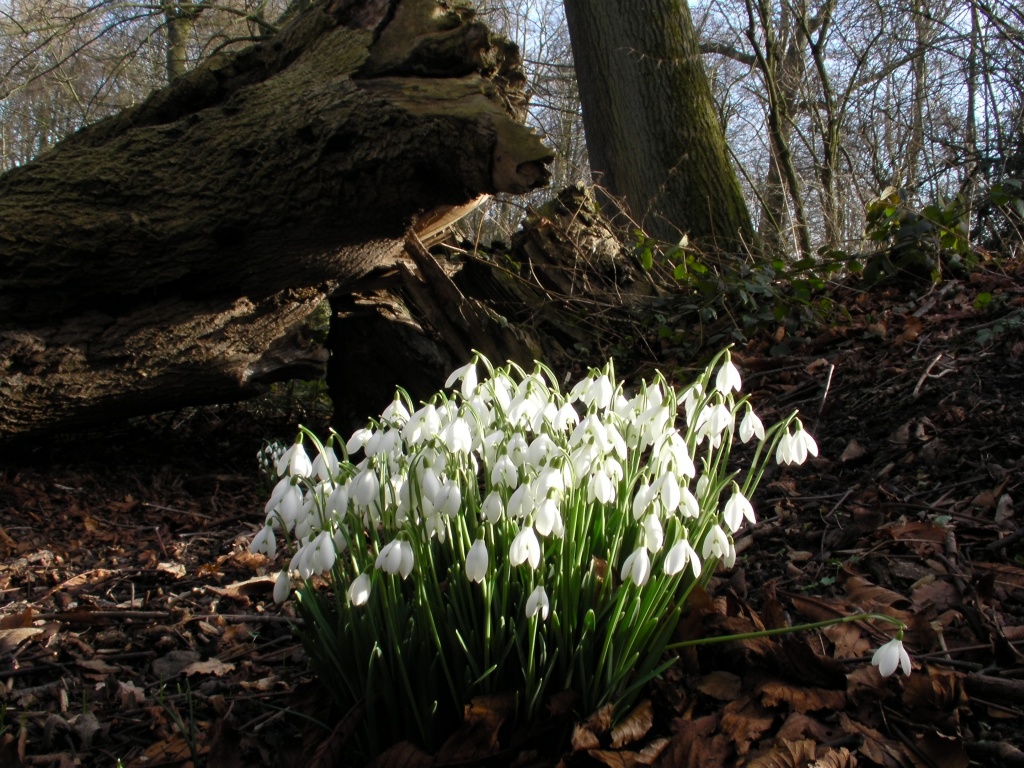 Snowdrops In The Woods by natsnell
