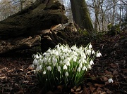 8th Feb 2011 - Snowdrops In The Woods