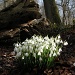 Snowdrops In The Woods by natsnell