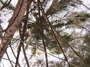 4th Feb 2011 - Tree tops