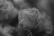 26th Jan 2026 - Grey day
