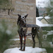 The Wolf of Badenoch, Kingussie