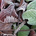 Frosty leaves by judithdeacon