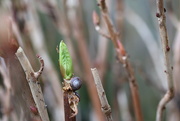 30th Jan 2026 - New growth