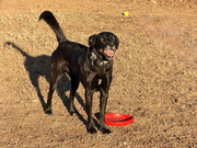 Late Afternoon at the Dog Park - bf2016