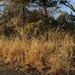 Saxon Park Norman, OK