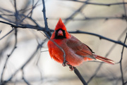 1st Feb 2026 - Male Northern Cardinal