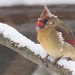 Female cardinal.  by maggie2