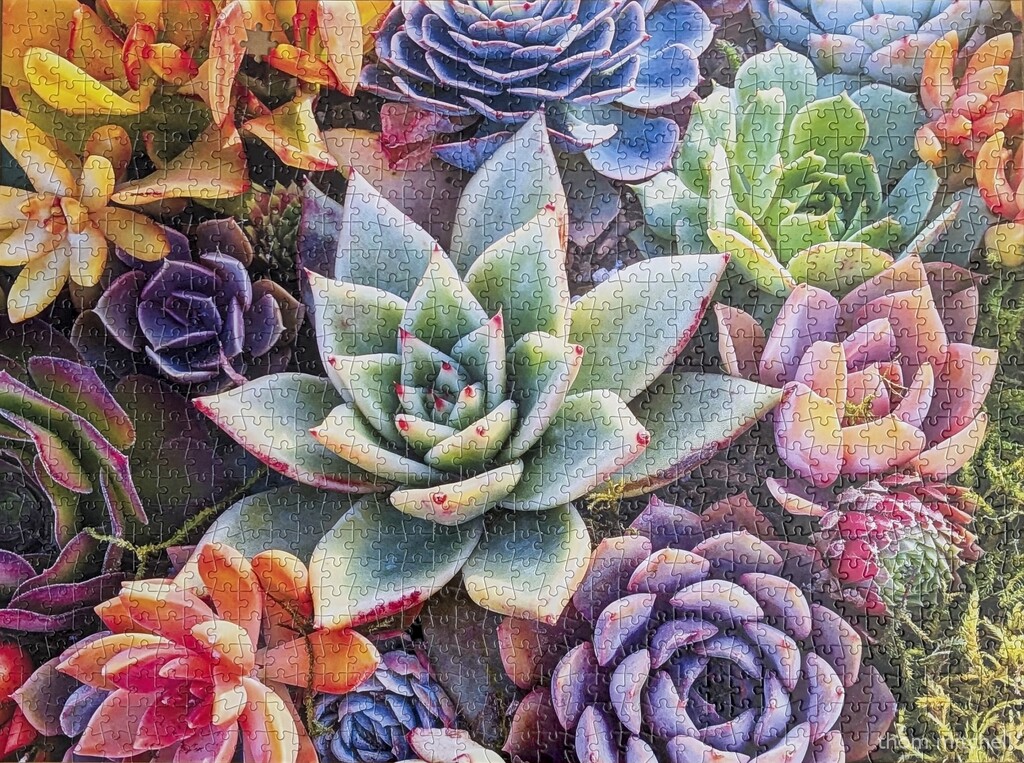 Simple Succulents by rhoing