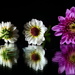 fLittle flowers on a cold day