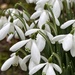 Alternate - Snowdrops