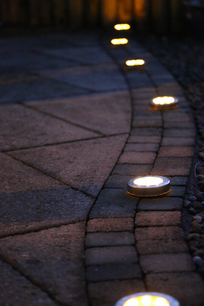 Night garden by magsbibby