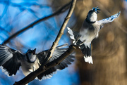 2nd Feb 2026 - Blue jays in a tiff