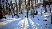 5th Feb 2026 - Sun and snow in the woods