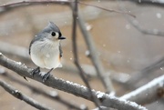 6th Feb 2026 - Tufted titmouse in the snow