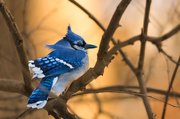 7th Feb 2026 - Blue jay in a windy golden hour