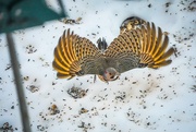 8th Feb 2026 - Northern Flicker in flight