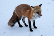 3rd Feb 2026 - Mr. Fox in the snow