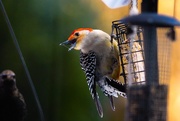 4th Feb 2026 - Angry Red-bellied woodpecker