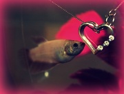 8th Feb 2011 - I ♥ Fishy