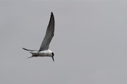 8th Feb 2011 - As the Season Terns