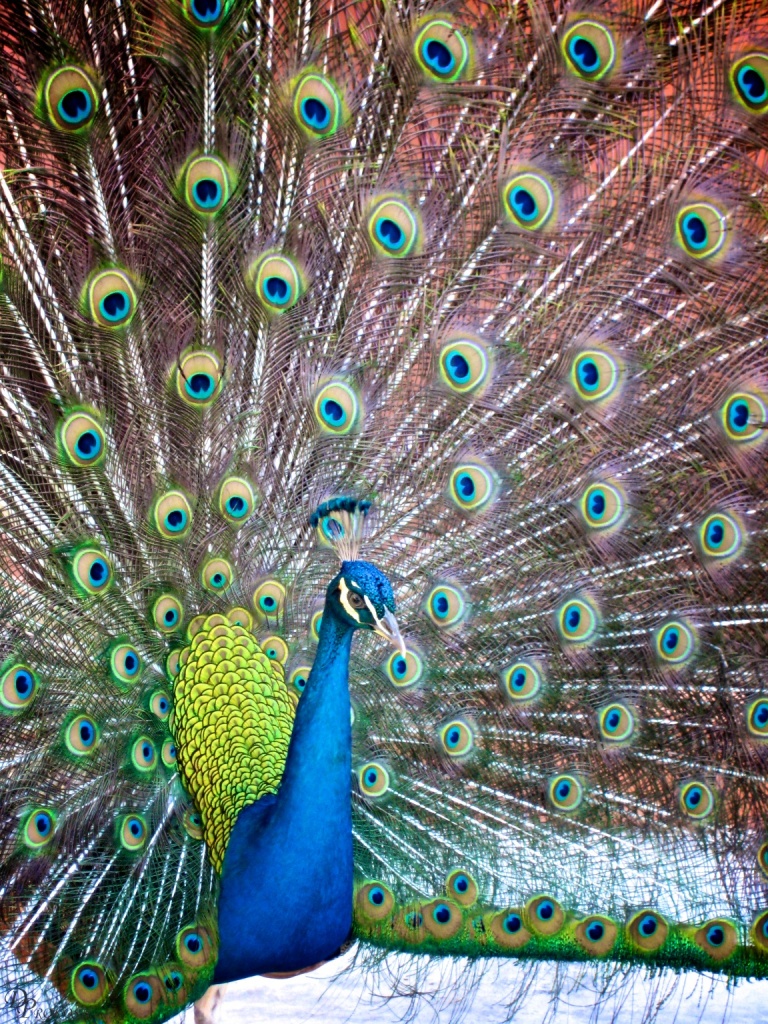 Peacock  by dora