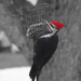 An unexpected flash of red in the greys of February
