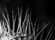 1st Feb 2026 - FOR1 Spiky