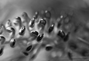 2nd Feb 2026 - FOR2 Grevillea