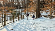 9th Feb 2026 - Home through the snowy woods