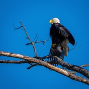 15th Feb 2026 - Bald Eagle