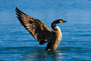 12th Feb 2026 - Canada Goose