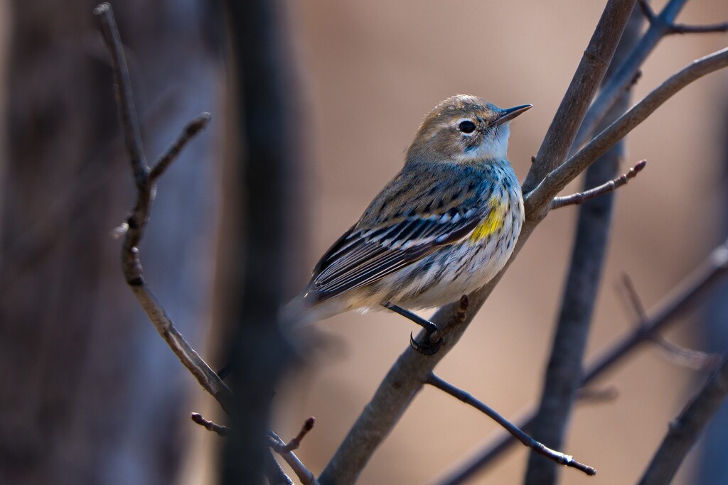 Yellow-rumped warbler by librarymom