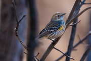 16th Feb 2026 - Yellow-rumped warbler