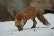 11th Feb 2026 - Mr. Fox is back