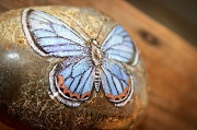 9th Feb 2011 - Butterfly stone